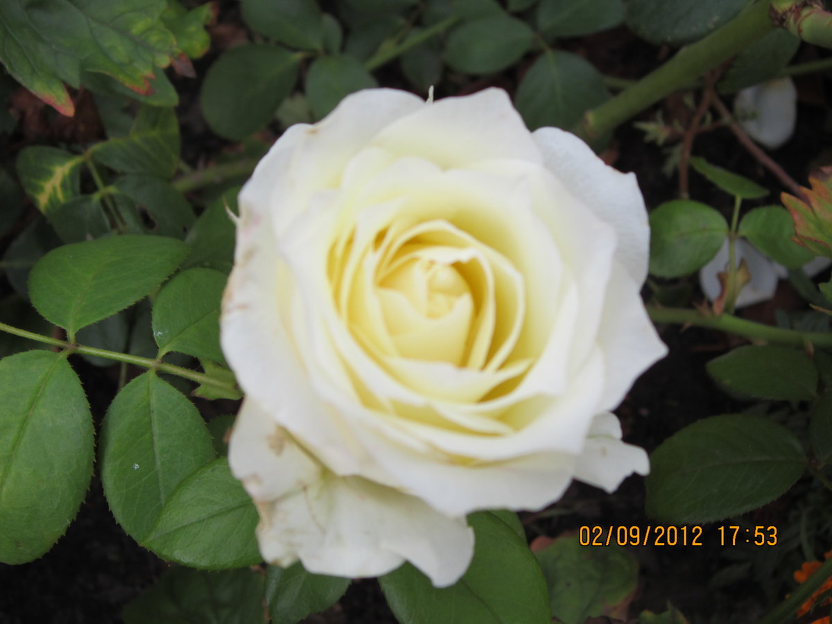 цветы - роза - оригинал