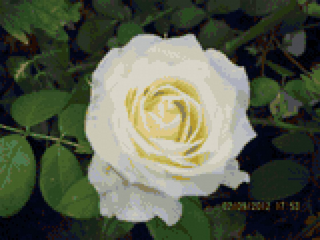 цветы - роза - предпросмотр