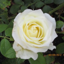 Схема вышивки «цветы»