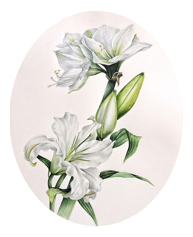 Серия "Лилии" - цветы, флора, лилии - оригинал