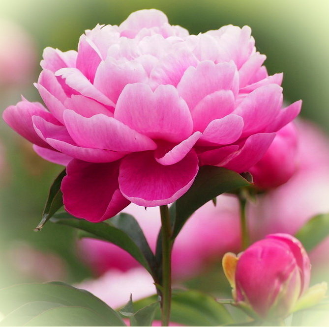 пион - пион - оригинал