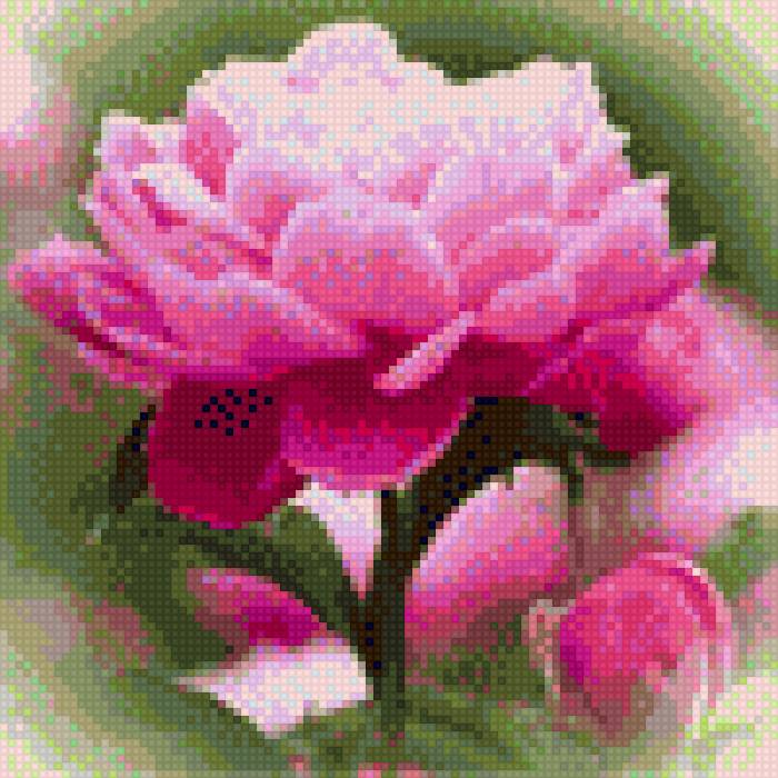 пион - пион - предпросмотр