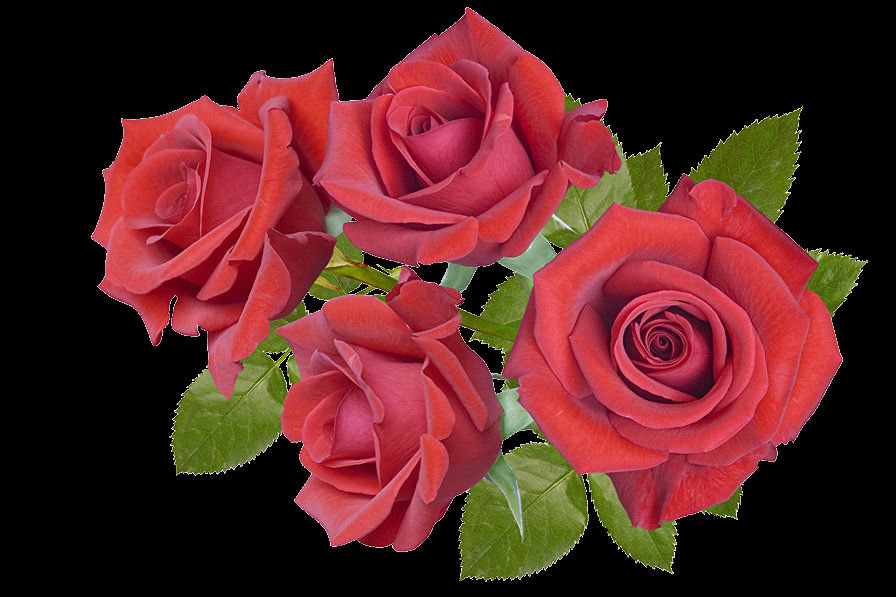 Розы - на черном, цветы - оригинал