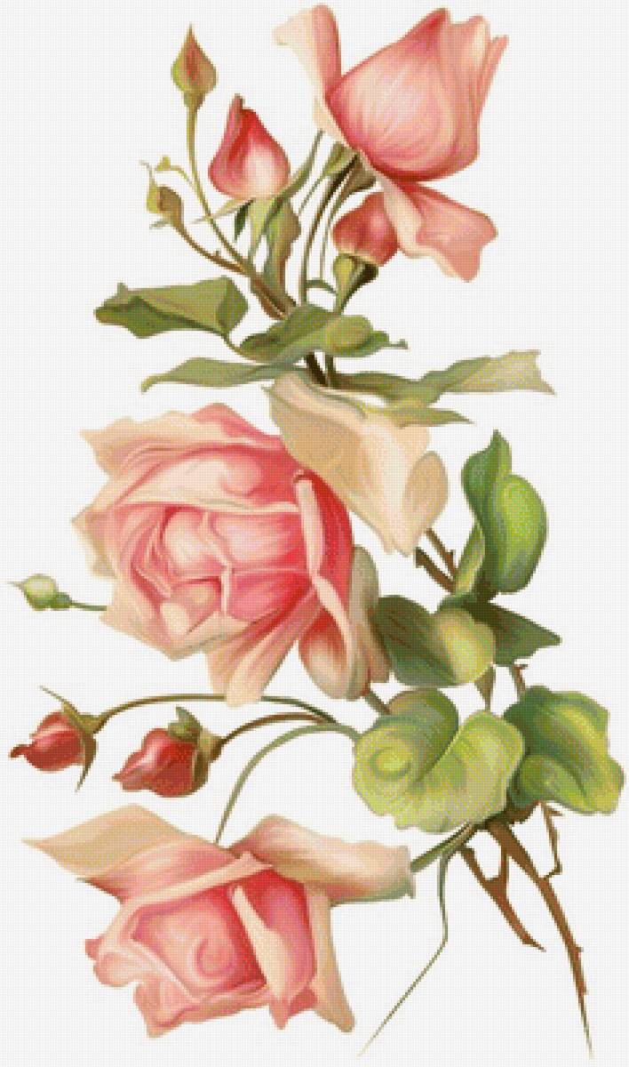 ruže - предпросмотр