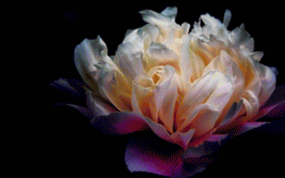 Пион - предпросмотр