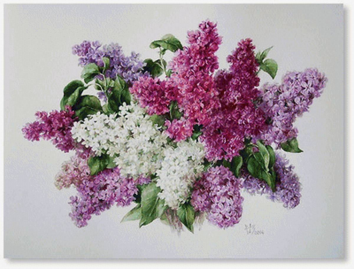 orgován - предпросмотр