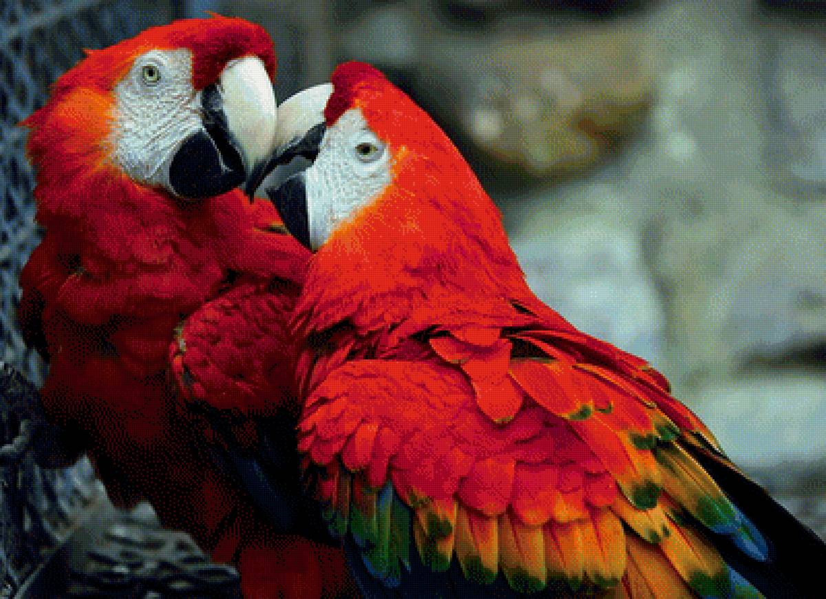 Красный Ара - предпросмотр