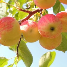 Схема вышивки «яблочки»