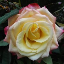 Схема вышивки «розы»