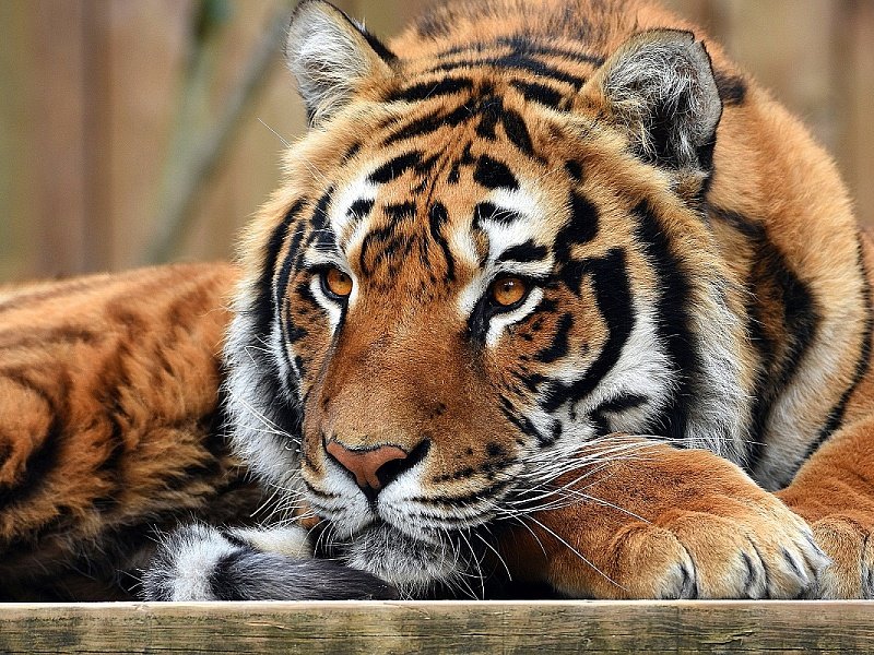 №1771184 - оригинал