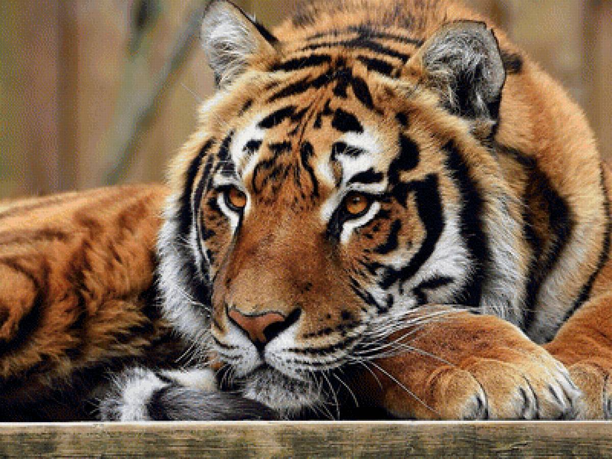 №1771184 - предпросмотр