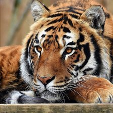 Схема вышивки «№1771184»