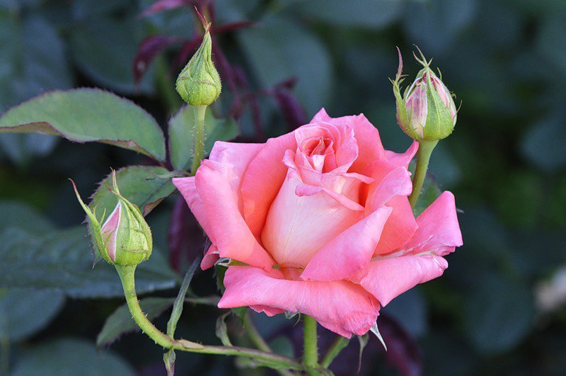 розы - оригинал