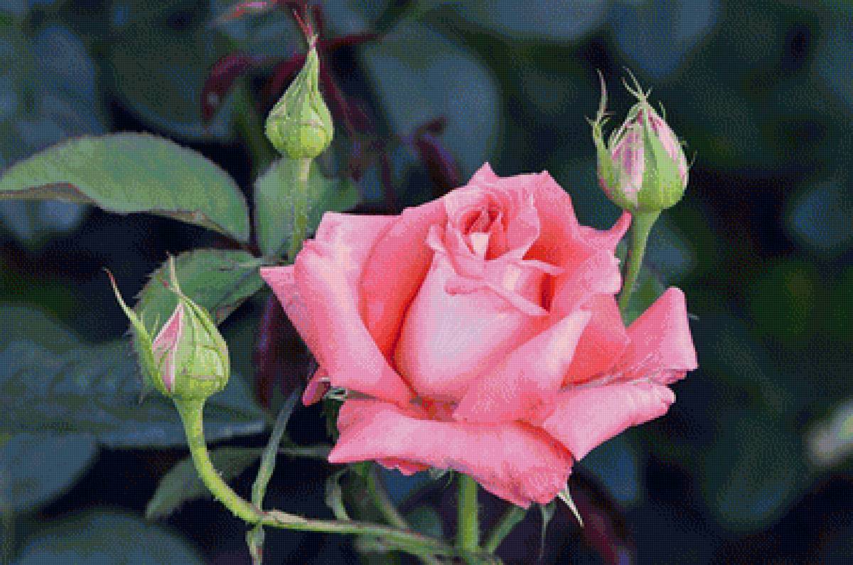 розы - предпросмотр