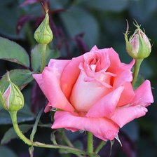 Схема вышивки «розы»