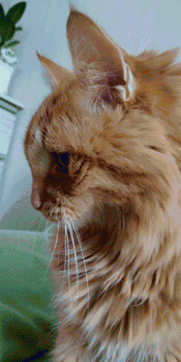 Баська - котик - предпросмотр