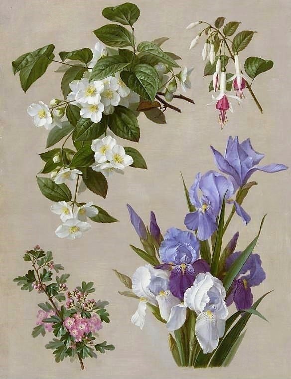 Цветы 1 - жасмин, фуксия, цветы, ирисы - оригинал