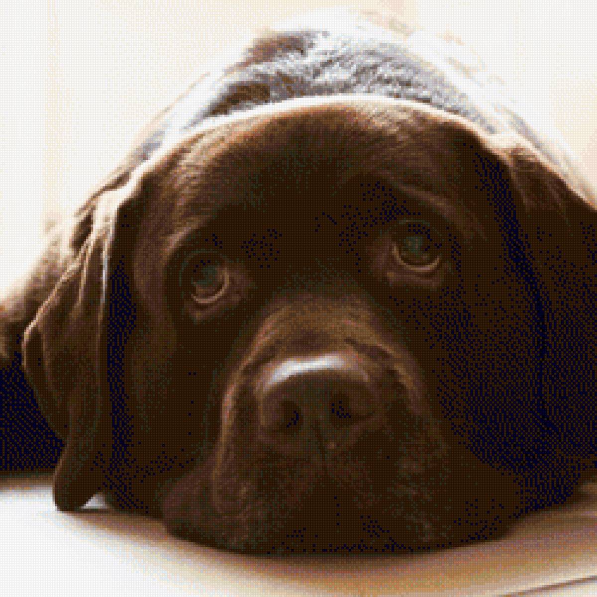 Моя собака - предпросмотр