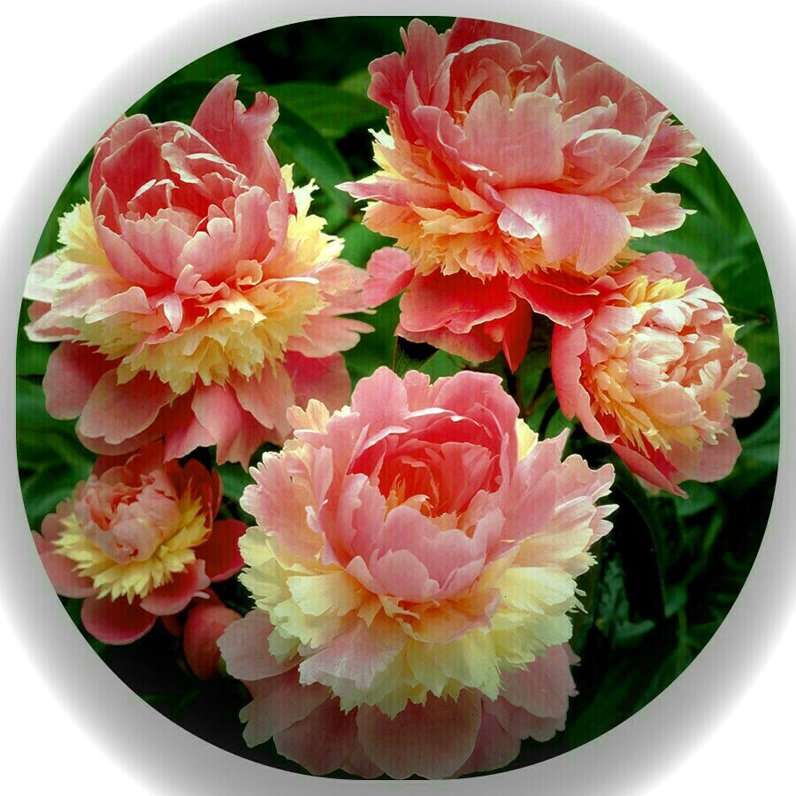 Пионы - вышивка крестиком - оригинал