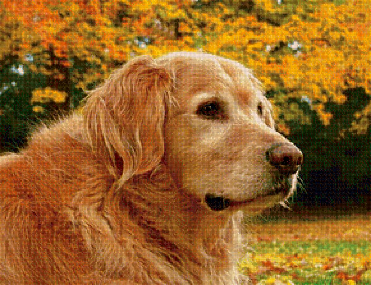 Пес в парке - осень, пес, парк - предпросмотр