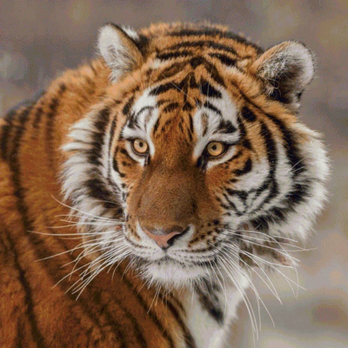 тигр - предпросмотр