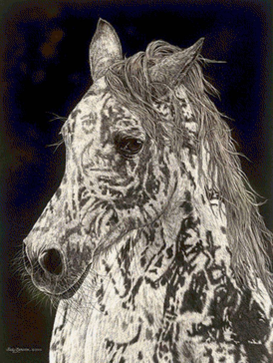 лошадь - лошадь, свобода, конь - предпросмотр