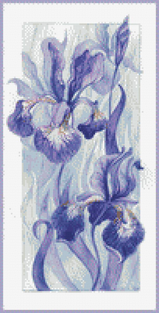 ирисы - лето, ирисы, цветы, сиреневый, фиолетовый - предпросмотр