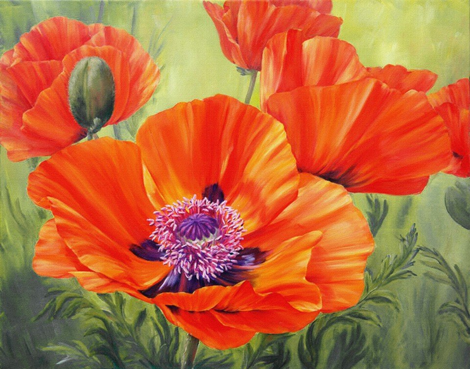 маки - маки, цветы - оригинал