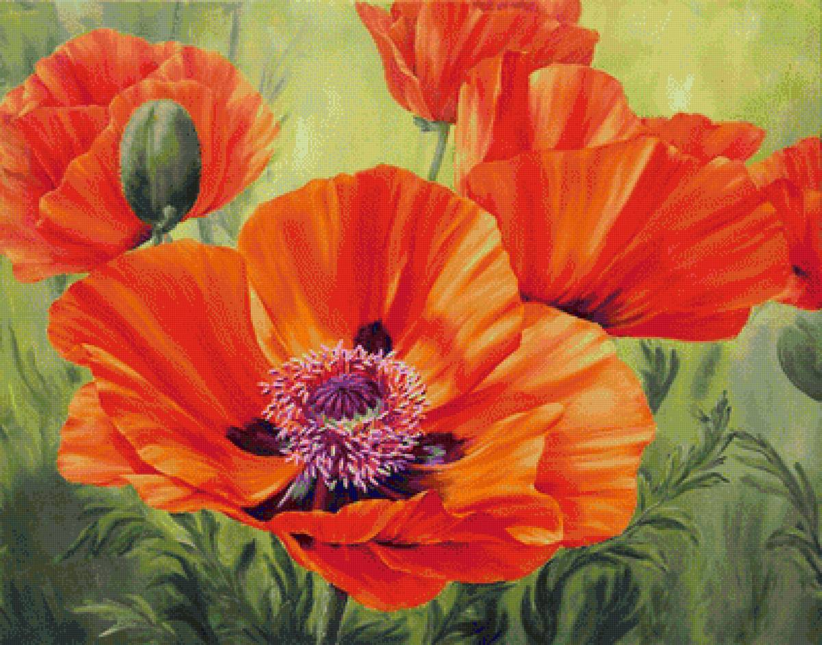 маки - цветы, маки - предпросмотр