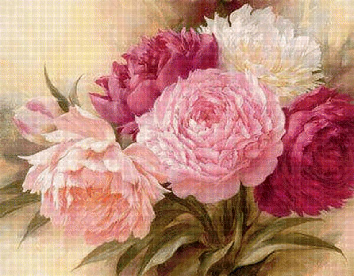 пионы - предпросмотр