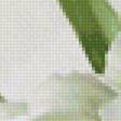 Предпросмотр схемы вышивки «Белые тюльпаны» (№1774378)