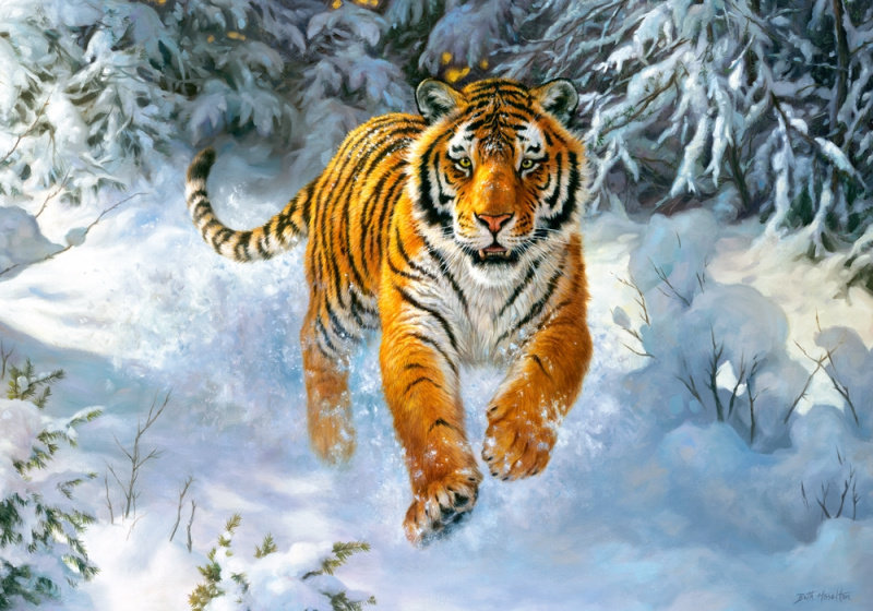 Серия "Хищники". Тигр - хищники, животные, тигр - оригинал