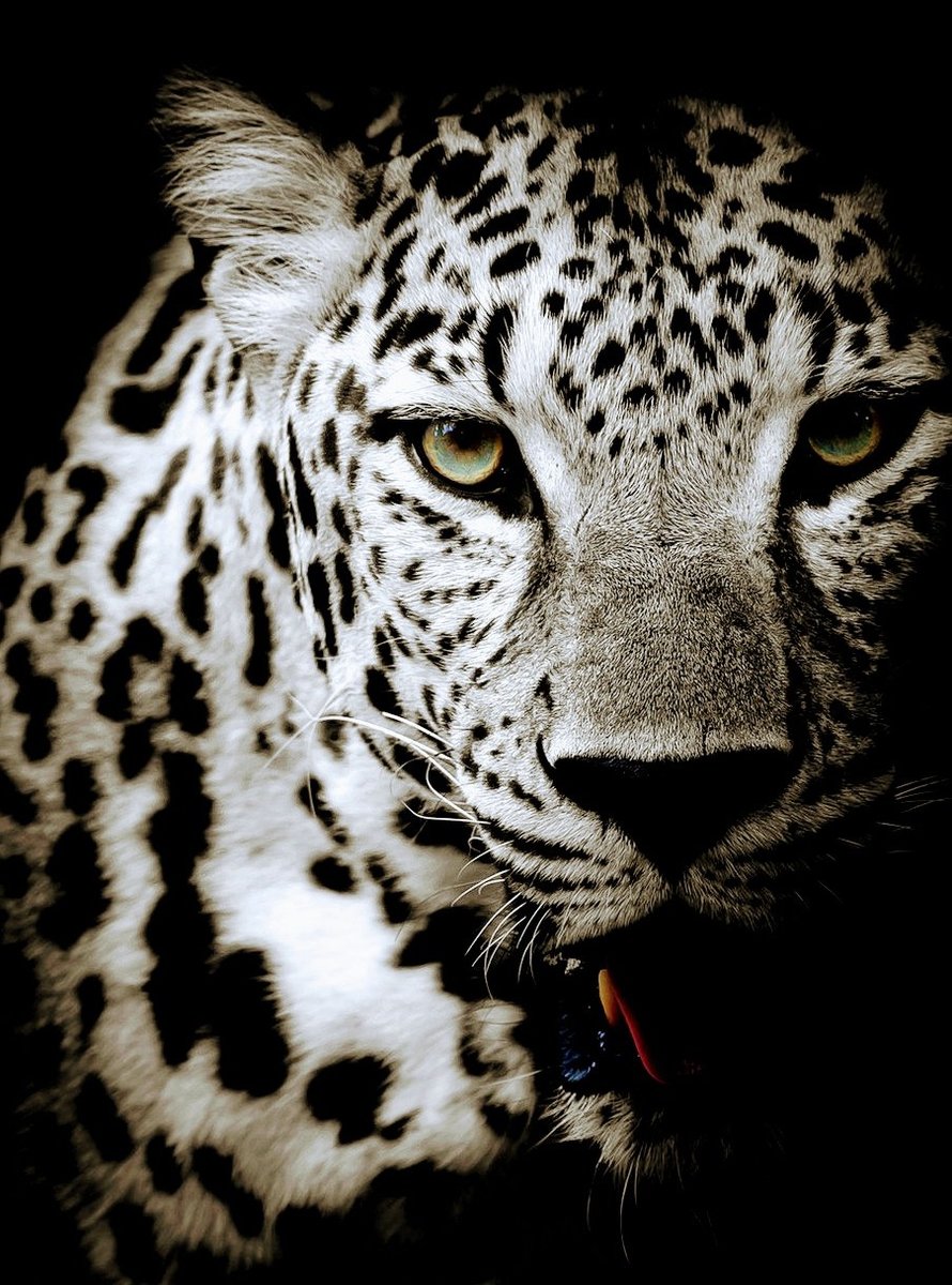 Леопард - оригинал