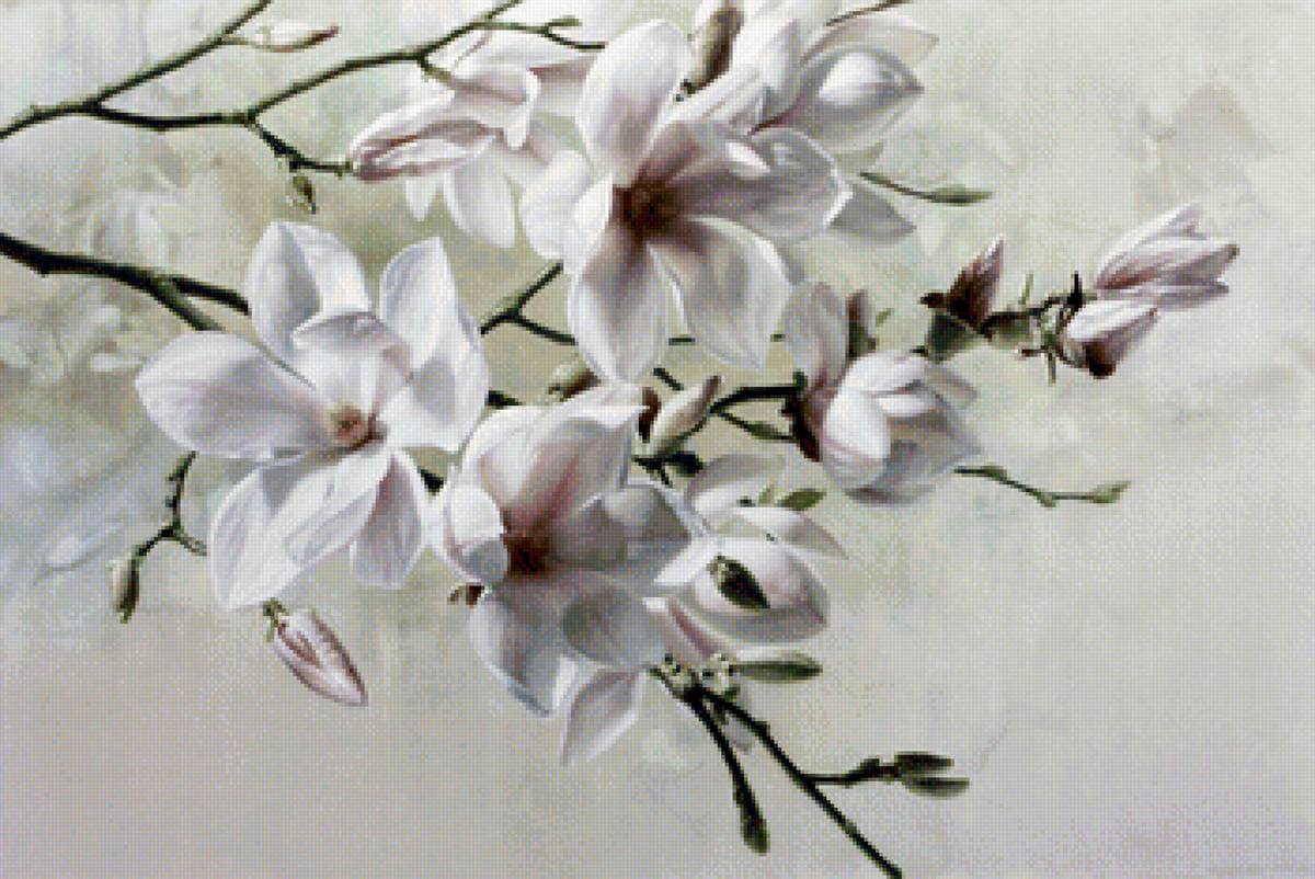 Ветка яблони - белые, пейзаж, ветка, цветы, дерево, яблоня - предпросмотр