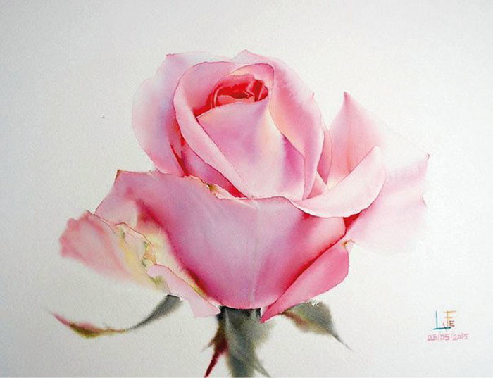 Розовая роза - цветы, натюрморт, розы, розовые - оригинал