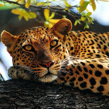 leopard