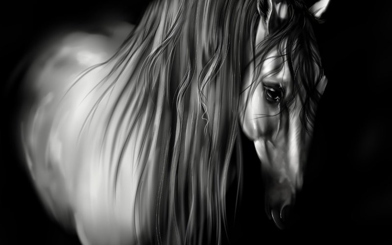 Лошадь - кони, животные, черно-белое, лошадь - оригинал