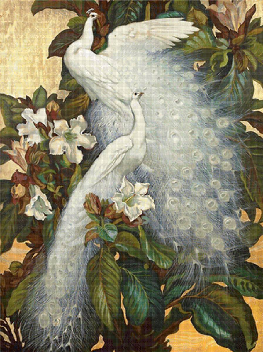 Серия "Птицы". Павлины - павлины, птицы, фауна - предпросмотр