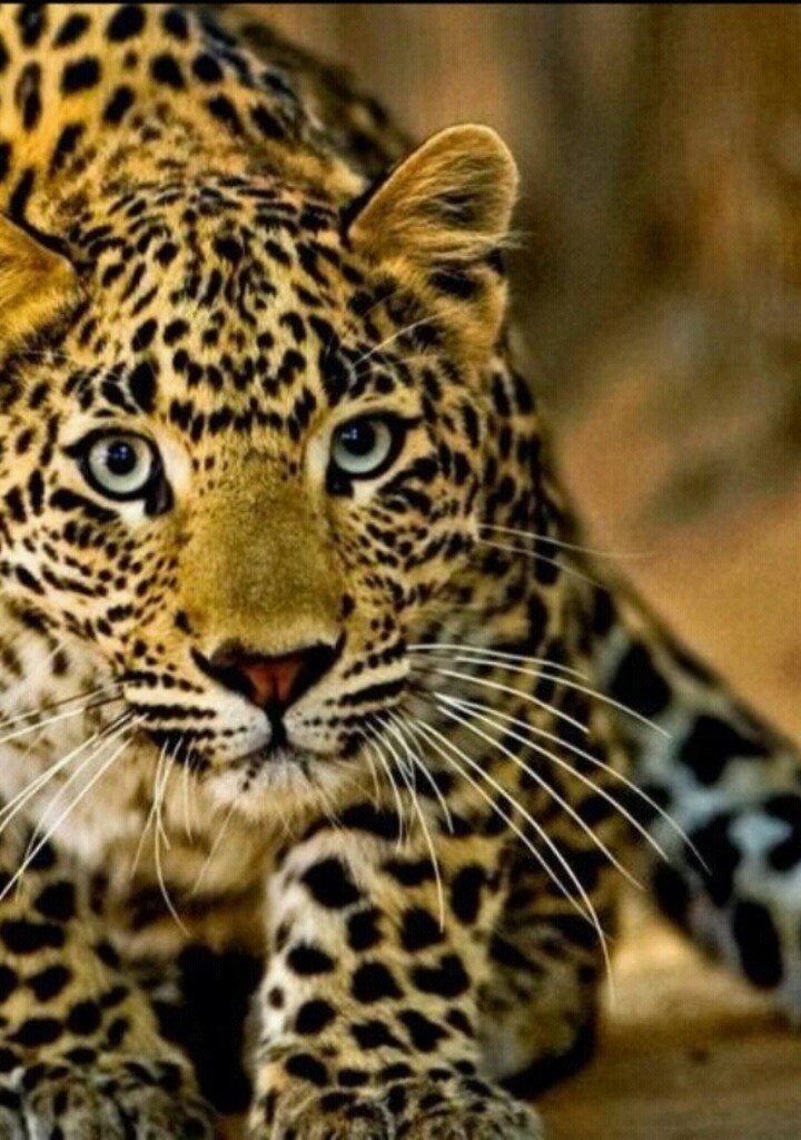 Леопард - большие кошки, кошачьи, животные - оригинал