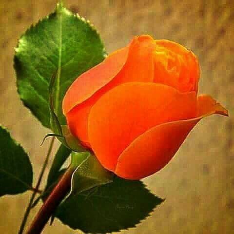 Roza oranzh - оригинал