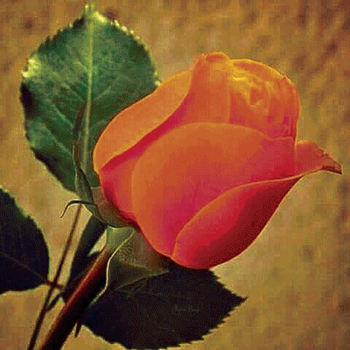 Roza oranzh - предпросмотр