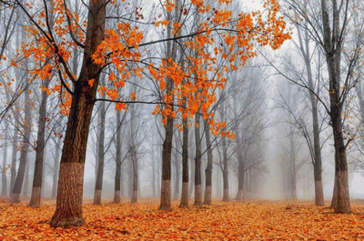 Туман в осеннем парке - туман, осень, деревья, парк - предпросмотр
