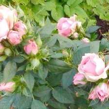 Оригинал схемы вышивки «розы садовые» (№1777288)