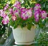 Схема вышивки «петунии в вазе»