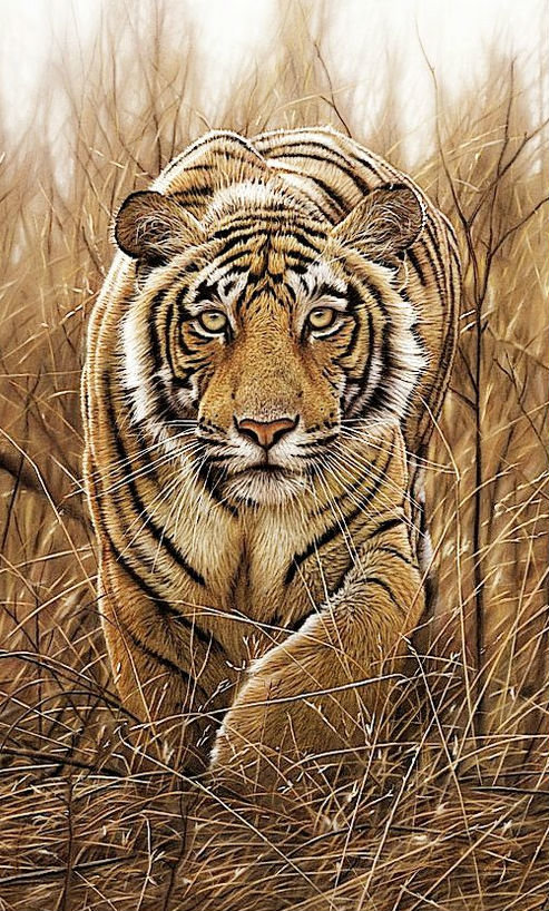 Тигр - звери, животные - оригинал