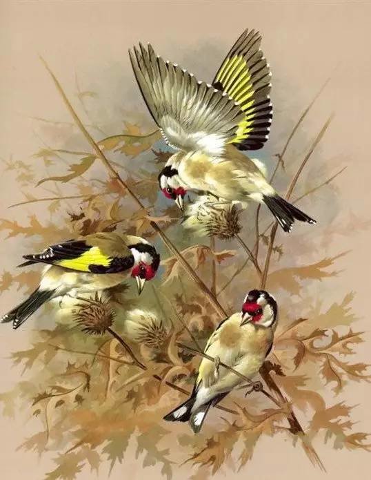 Птицы по картине Базиля Эде - птицы, ветви - оригинал