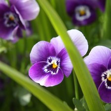 Схема вышивки «№1779701»