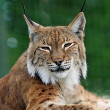 Схема вышивки «рысь»