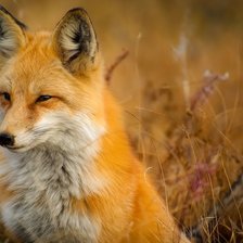 Схема вышивки «лиса»