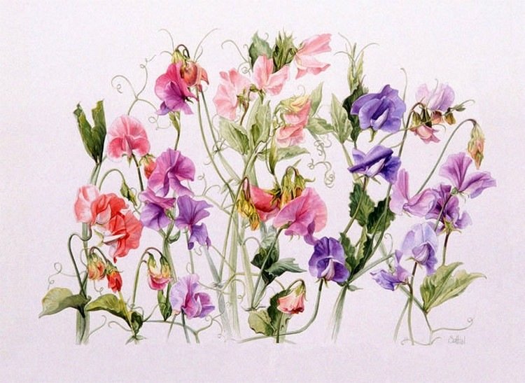 Душистый горошек - цветы - оригинал